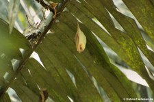 Weiße Fledermaus oder Gelbohrfledermaus (Ectophylla alba) im Nationalpark Carara, Costa Rica