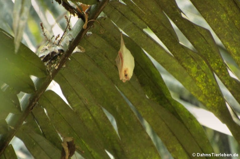 Ectophylla alba