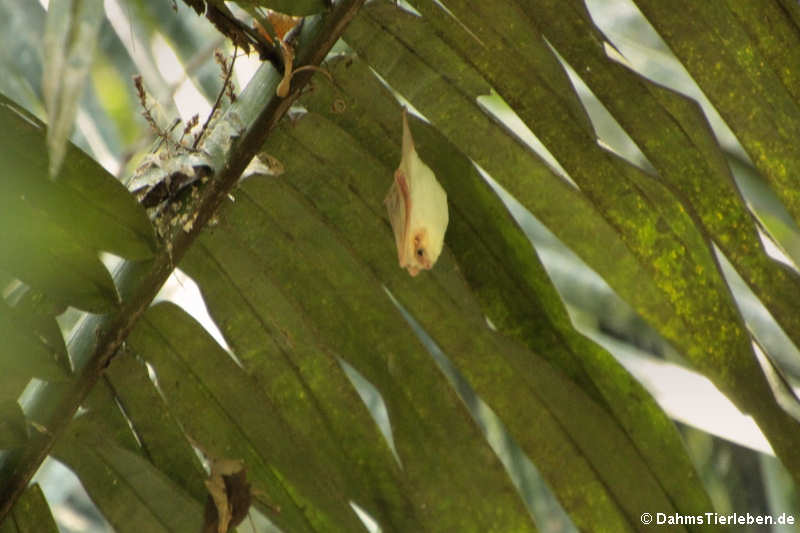 Weiße Fledermaus (Ectophylla alba)