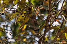 Elfenbeinsittiche (Eupsittula canicularis canicularis) im Nationalpark Carara, Costa Rica