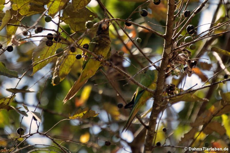 Eupsittula canicularis canicularis