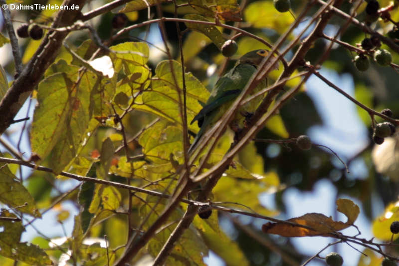 Elfenbeinsittich (Eupsittula canicularis canicularis)