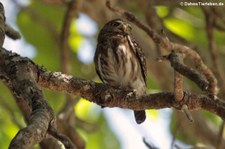 Brasilsperlingskauz (Glaucidium brasilianum) im Nationalpark Carara, Costa Rica