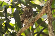 Brasilsperlingskauz (Glaucidium brasilianum) im Nationalpark Carara, Costa Rica