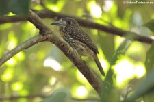 Weiblicher Weißzügel-Faulvogel (Malacoptila panamensis panamensis) im Nationalpark Carara, Costa Rica