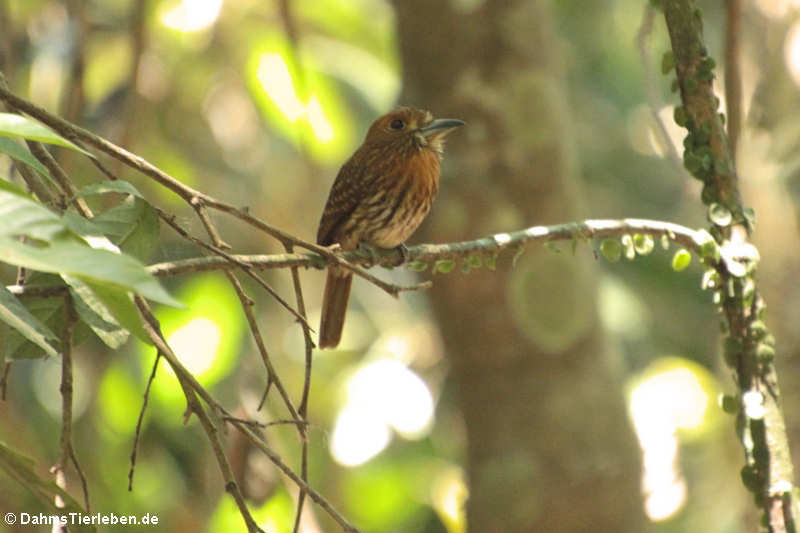 Männlicher Weißzügel-Faulvogel (Malacoptila panamensis panamensis)