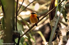 Orangebandpipra (Manacus aurantiacus) im Nationalpark Carara, Costa Rica