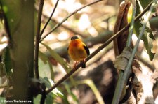 Orangebandpipra (Manacus aurantiacus) im Nationalpark Carara, Costa Rica