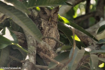 Mangrovekreischeule (Megascops cooperi cooperi)