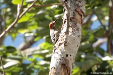 Hoffmannspecht (Melanerpes hoffmannii) im Nationalpark Carara, Costa Rica