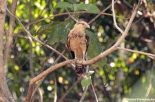 Gelbkopfkarakara (Milvago chimachima cordata) im Nationalpark Carara, Costa Rica