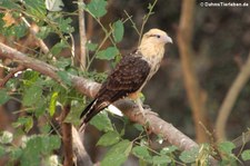 Gelbkopfkarakara (Milvago chimachima cordata) im Nationalpark Carara, Costa Rica