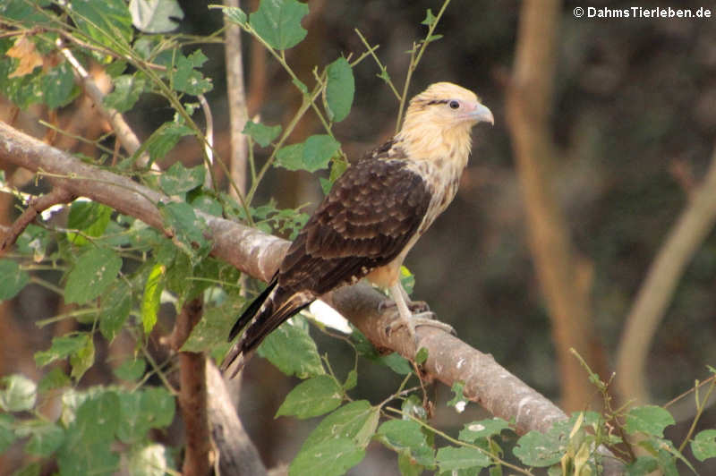 Gelbkopfkarakara (Milvago chimachima cordata)