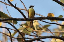 Schwefelmaskentyrann (Pitangus sulphuratus guatimalensis) im Nationalpark Carara, Costa Rica