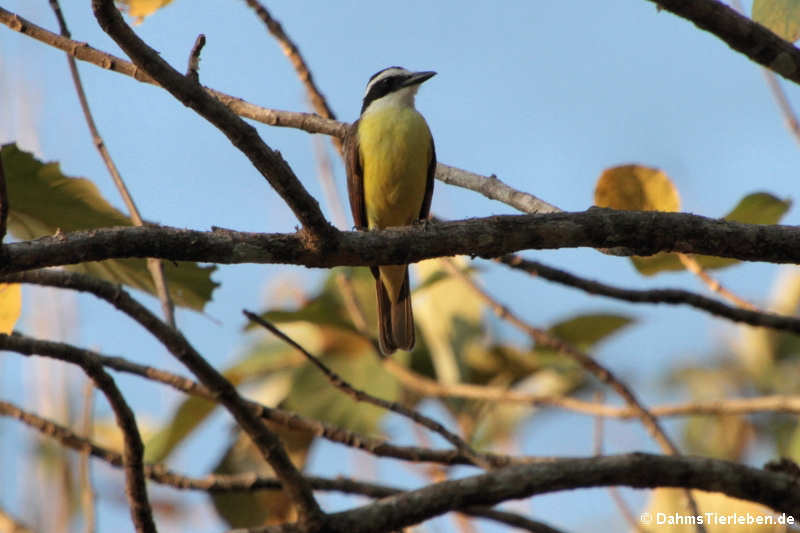 Schwefelmaskentyrann (Pitangus sulphuratus guatimalensis)