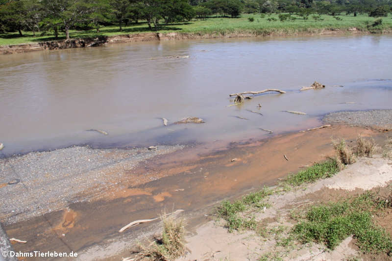 Rio Tárcoles