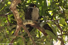 Bindenhalskauz (Strix nigrolineata) im Nationalpark Carara, Costa Rica