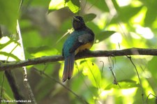 männlicher Schwarzkehltrogon (Trogon rufus tenellus) im Nationalpark Carara, Costa Rica