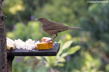 Gilbdrossel (Turdus grayi casius) im Nationalpark Carara, Costa Rica