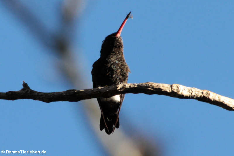 Eupherusa nigriventris-2