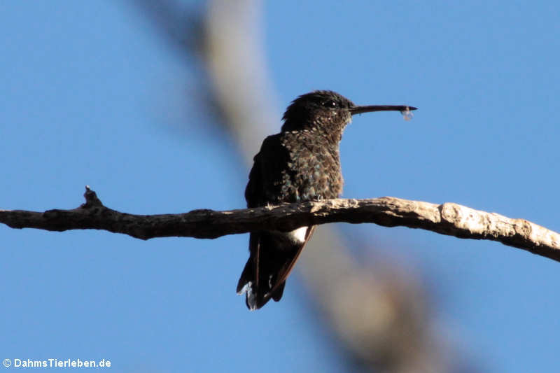 Eupherusa nigriventris-1