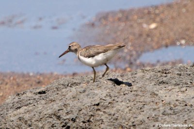 Drosseluferläufer (Actitis macularius)