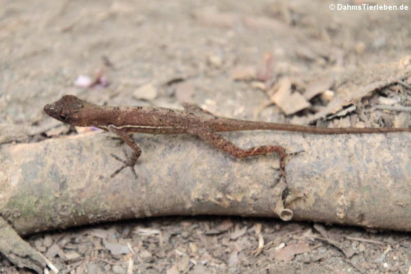 Many-scaled Anole Anolis polylepis-1