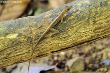 Anolis polylepis aus dem Nationalpark Corcovado, Costa Rica