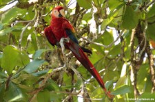Hellroter Ara (Ara macao macao) im Nationalpark Corcoverde, Costa Rica