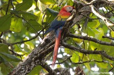 Hellroter Ara (Ara macao macao) im Nationalpark Corcoverde, Costa Rica