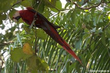 Hellroter Ara (Ara macao macao) im Nationalpark Corcoverde, Costa Rica