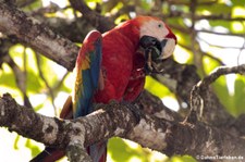 Hellroter Ara (Ara macao macao) im Nationalpark Corcoverde, Costa Rica