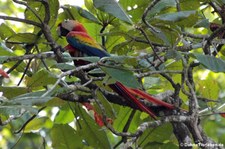 Hellroter Ara (Ara macao macao) im Nationalpark Corcoverde, Costa Rica