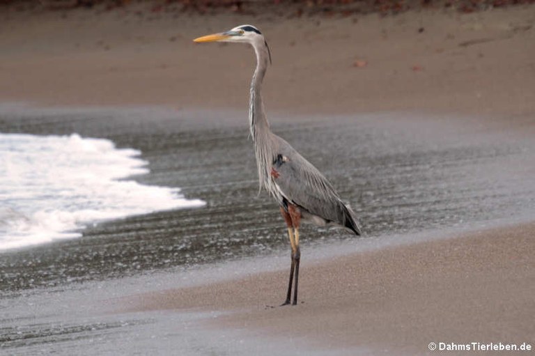 Ardea herodias herodias