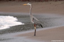 Kanadareiher (Ardea herodias herodias) im Nationalpark Corcovado, Costa Rica