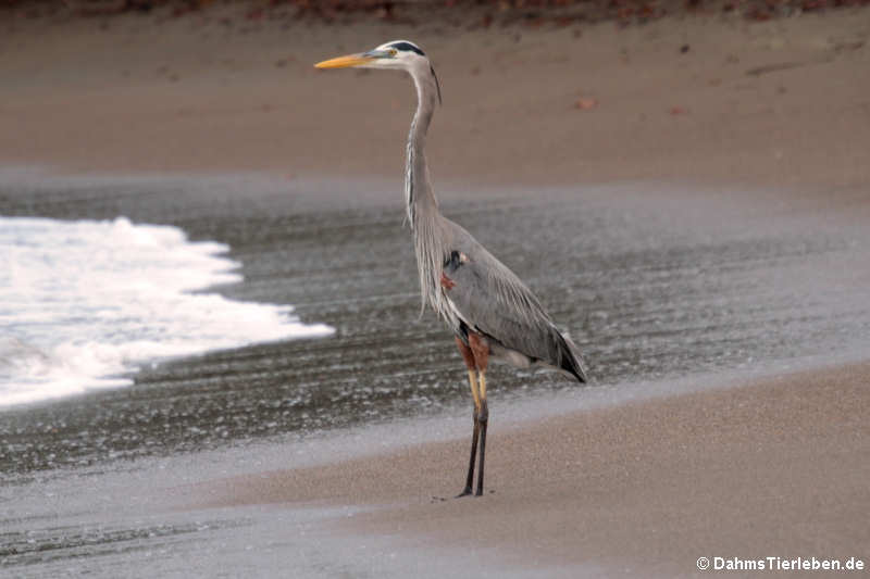 Kanadareiher (Ardea herodias herodias)