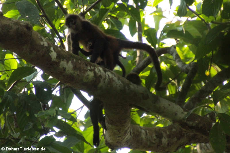 Geoffroy-Klammeraffe (Ateles geoffroyi) mit Nachwuchs