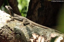 Helmbasilisk (Basiliscus basiliscus) im Nationalpark Corcovado, Costa Rica