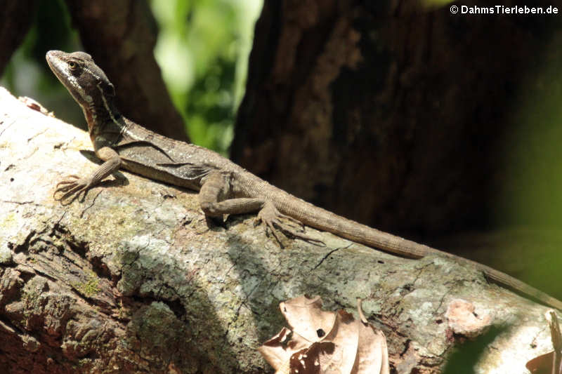 Basiliscus basiliscus