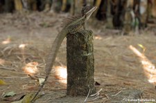 Helmbasilisk (Basiliscus basiliscus) im Nationalpark Corcovado, Costa Rica