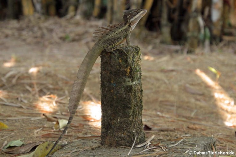 Basiliscus basiliscus