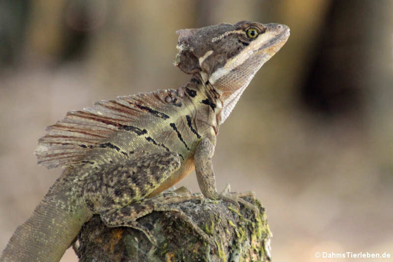 Helmbasilisk (Basiliscus basiliscus)