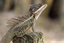 Helmbasilisk (Basiliscus basiliscus) im Nationalpark Corcovado, Costa Rica