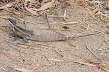 Helmbasilisk (Basiliscus basiliscus) im Nationalpark Corcovado, Costa Rica