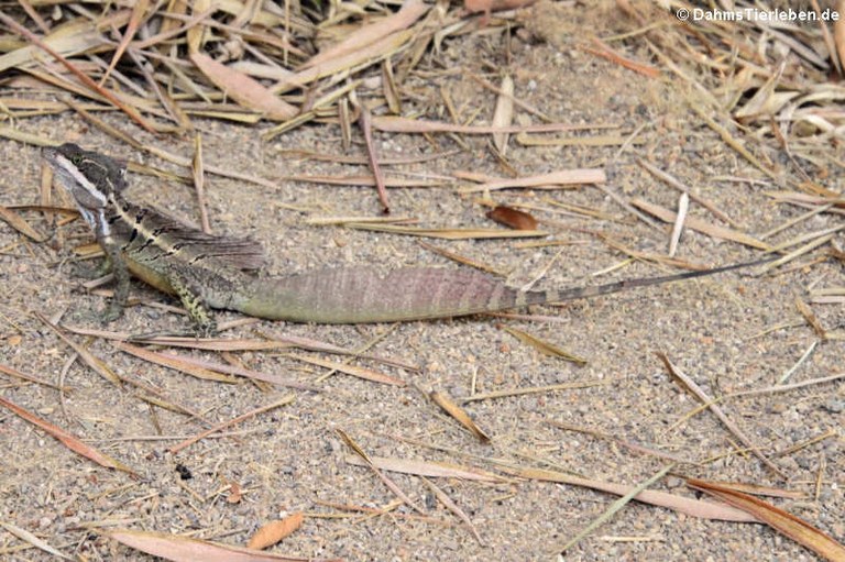 Basiliscus basiliscus