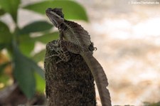 Helmbasilisk (Basiliscus basiliscus) im Nationalpark Corcovado, Costa Rica