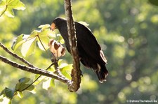 Krabbenbussard (Buteogallus anthracinus anthracinus) im Nationalpark Corcovado, Costa Rica