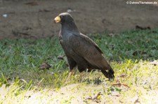 Krabbenbussard (Buteogallus anthracinus anthracinus) im Nationalpark Corcovado, Costa Rica