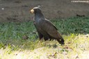 Buteogallus anthracinus anthracinus