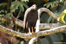 Krabbenbussard (Buteogallus anthracinus anthracinus) im Nationalpark Corcovado, Costa Rica